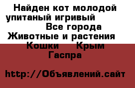 Найден кот,молодой упитаный игривый 12.03.2017 - Все города Животные и растения » Кошки   . Крым,Гаспра